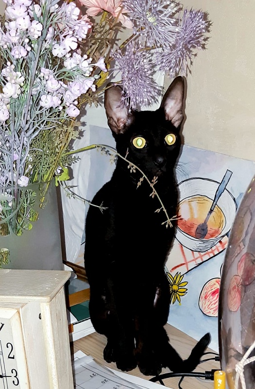 Xartt Fate Rex - cornish rex