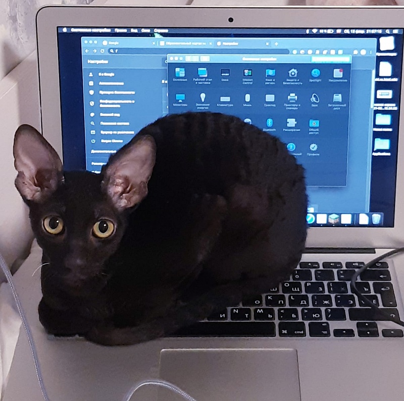 Xartt Fate Rex - cornish rex