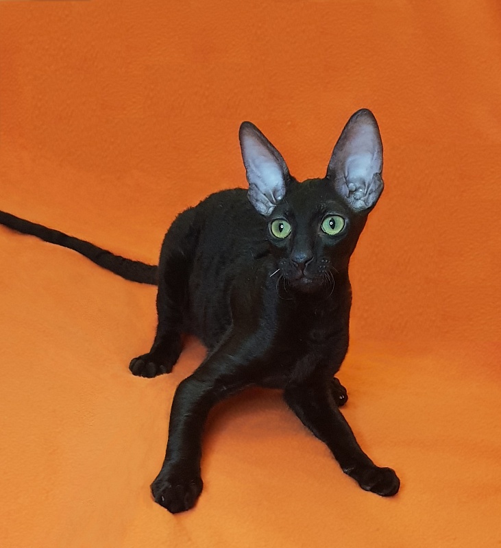 Xartt Fate Rex - Kitten cornish rex 4 months 0.5 weeks