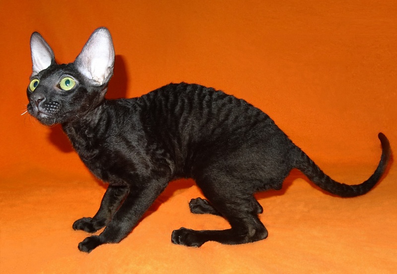 Xartt Fate Rex - Kitten cornish rex 4 months 0.5 weeks
