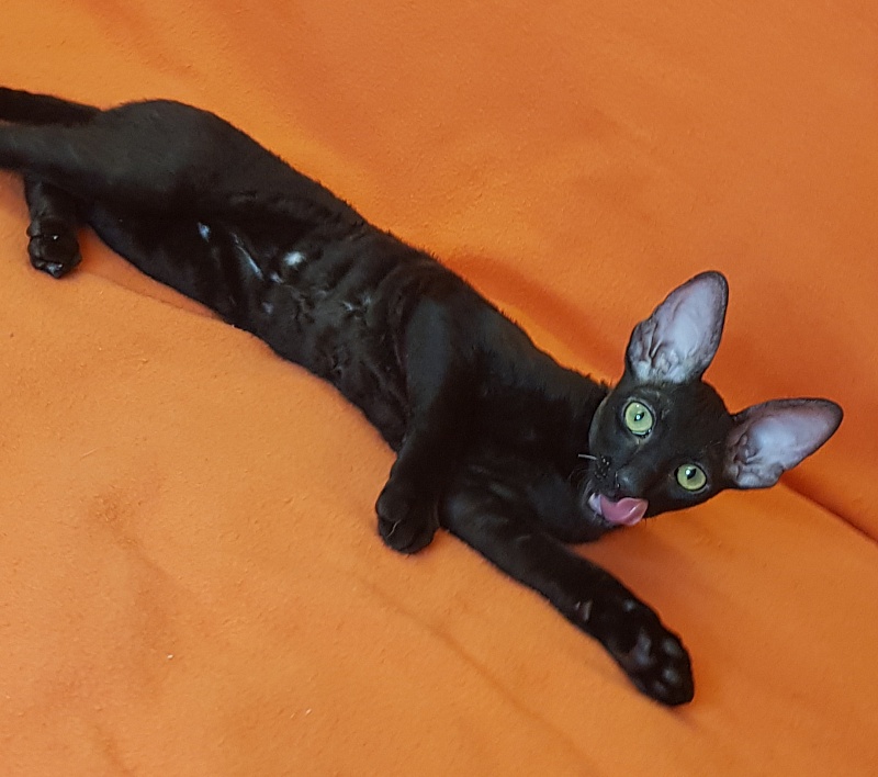 Xartt Fate Rex - Kitten cornish rex 4 months 0.5 weeks