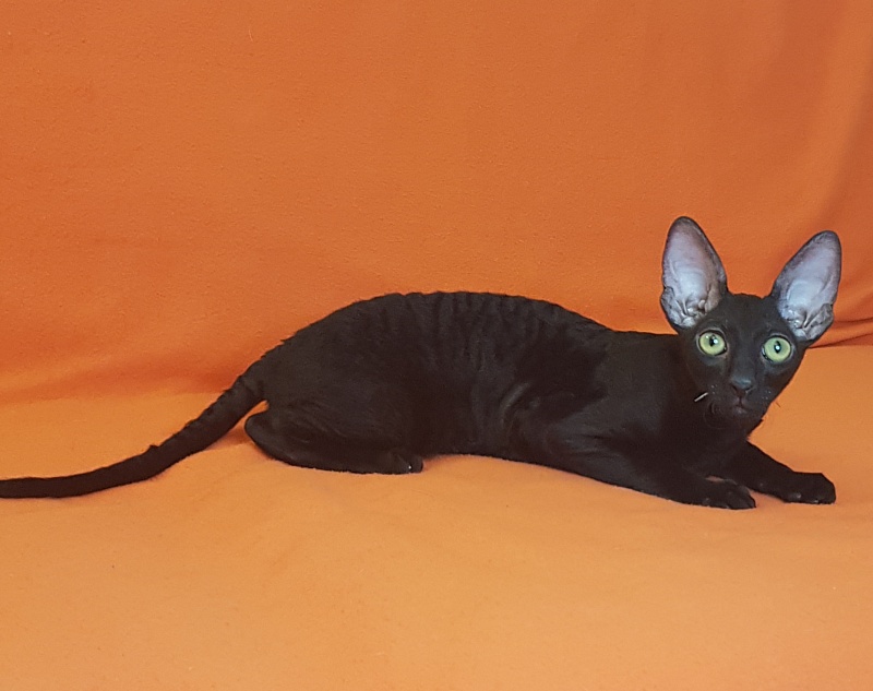 Xartt Fate Rex - Kitten cornish rex 4 months 0.5 weeks