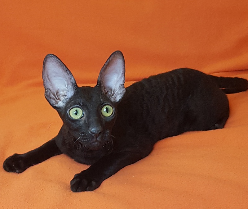 Xartt Fate Rex - Kitten cornish rex 4 months 0.5 weeks