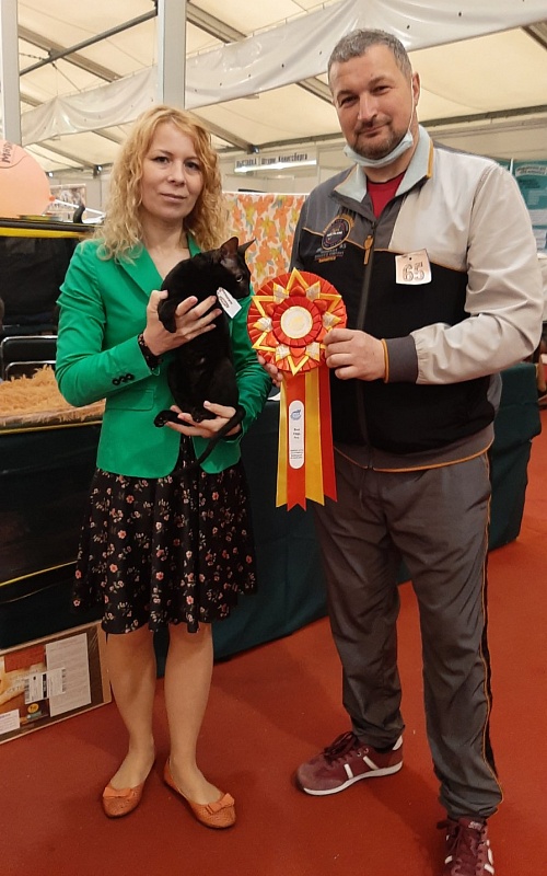 Xartt Fate Rex - cornish rex