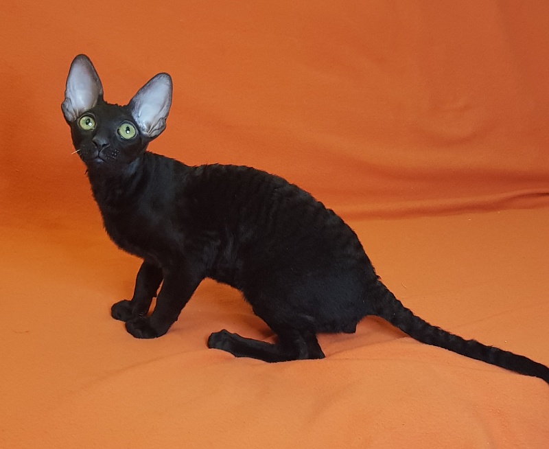 Xartt Fate Rex - cornish rex