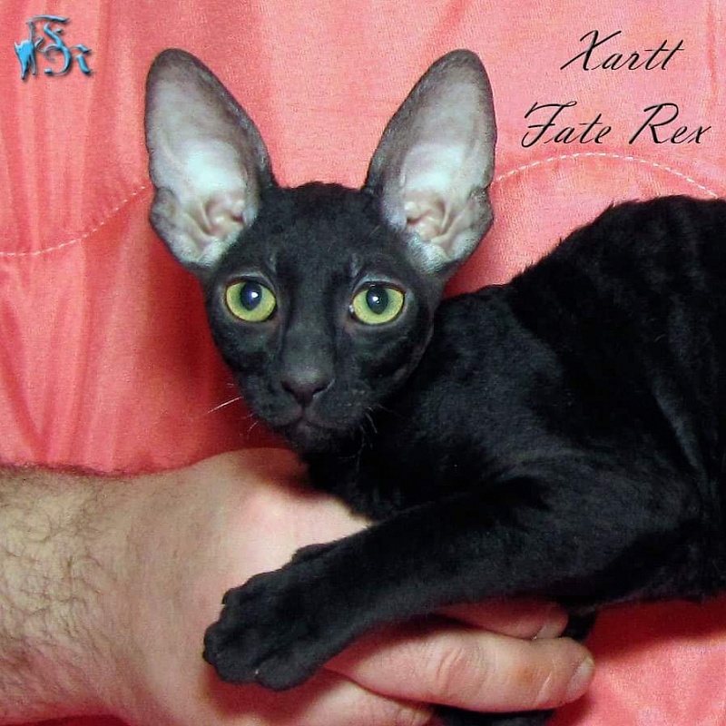 Xartt Fate Rex - cornish rex