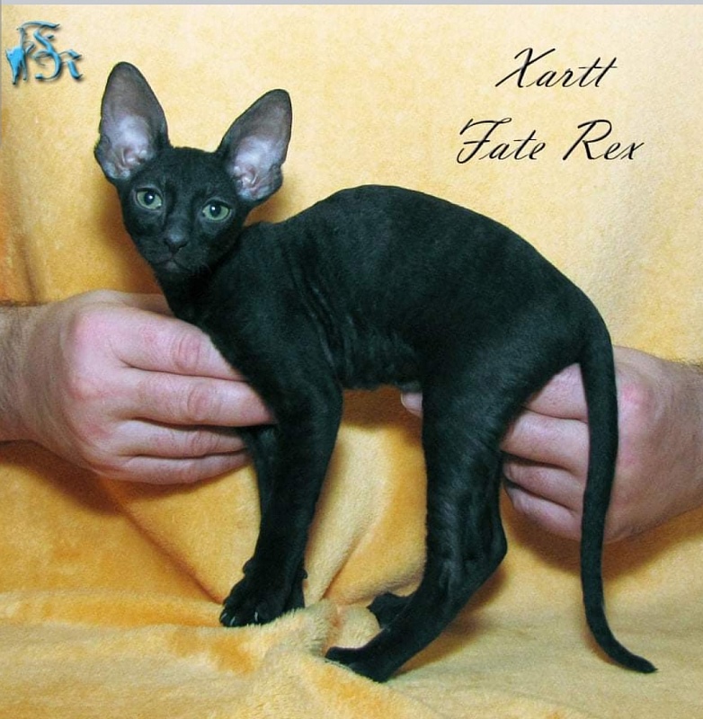Xartt Fate Rex - cornish rex