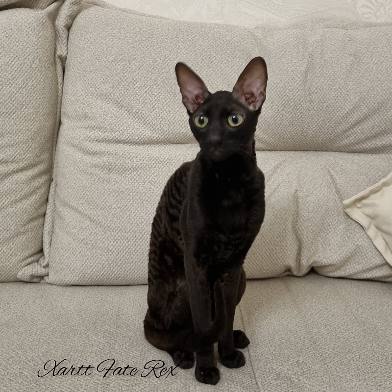 Xartt Fate Rex - Adult cornish rex 1 year 7 months 2 weeks