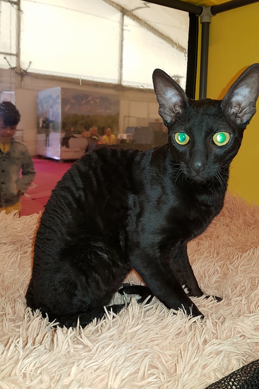 Xartt Fate Rex - Junior cornish rex 8 months 0.5 weeks