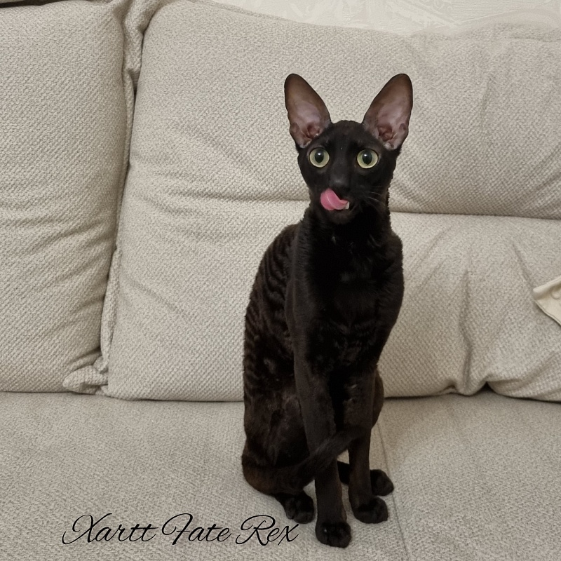 Xartt Fate Rex - Adult cornish rex 1 year 7 months 2 weeks