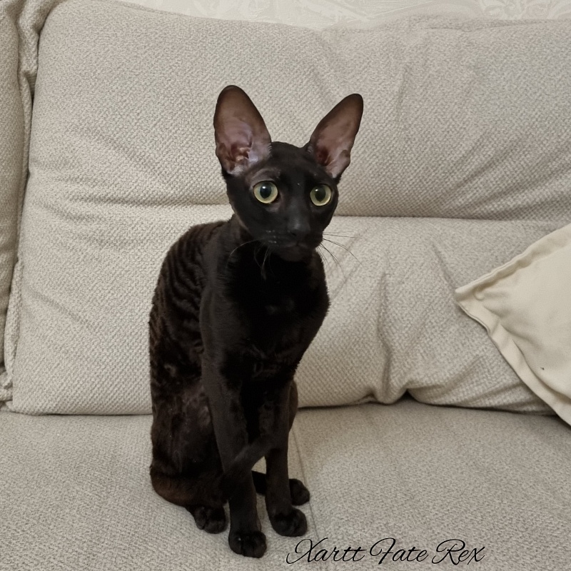Xartt Fate Rex - Adult cornish rex 1 year 7 months 2 weeks