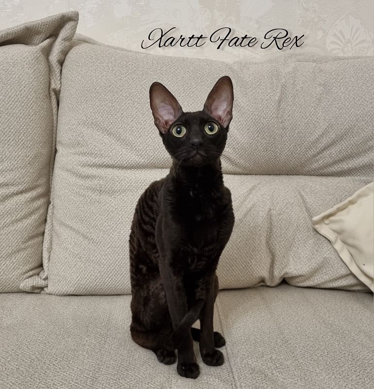 Xartt Fate Rex - Adult cornish rex 1 year 7 months 2 weeks