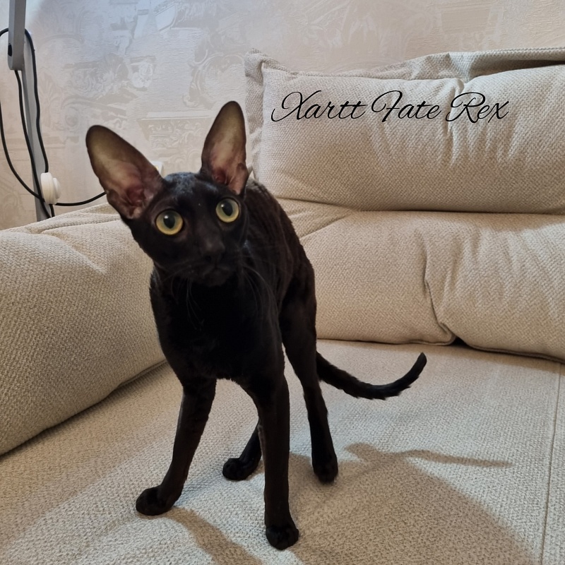 Xartt Fate Rex - Adult cornish rex 1 year 7 months 2 weeks
