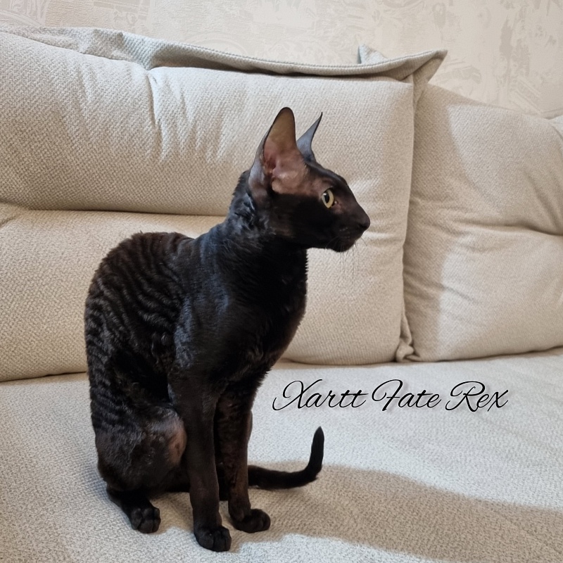 Xartt Fate Rex - Adult cornish rex 1 year 7 months 2 weeks