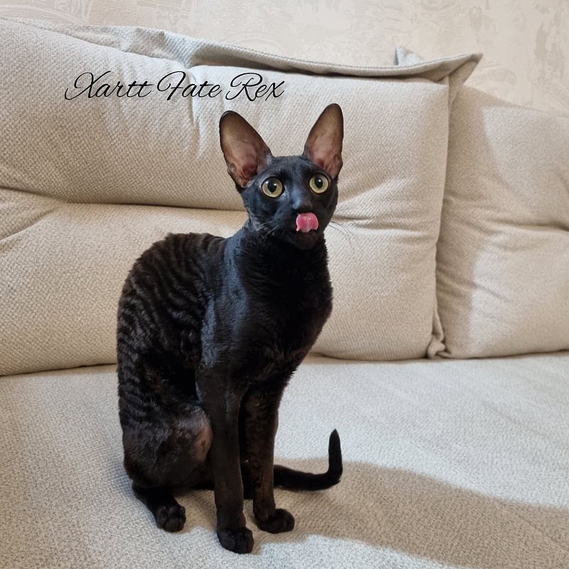 Xartt Fate Rex - Adult cornish rex 1 year 7 months 2 weeks