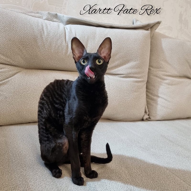 Xartt Fate Rex - Adult cornish rex 1 year 7 months 2 weeks