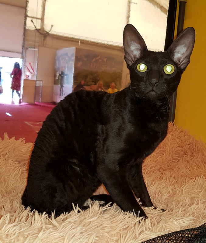 Xartt Fate Rex - Junior cornish rex 8 months 0.5 weeks