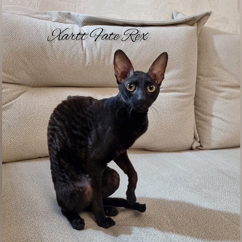 Xartt Fate Rex - Adult cornish rex 1 year 7 months 2 weeks