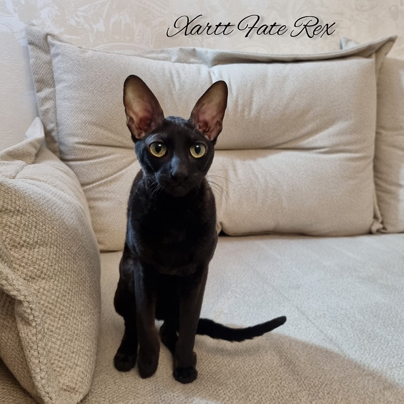 Xartt Fate Rex - Adult cornish rex 1 year 7 months 2 weeks
