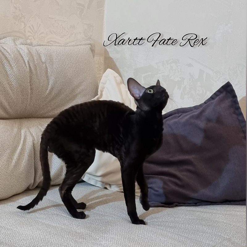 Xartt Fate Rex - Adult cornish rex 1 year 7 months 2 weeks