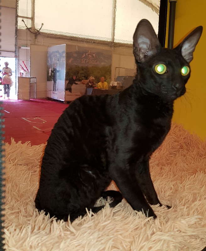 Xartt Fate Rex - Junior cornish rex 8 months 0.5 weeks