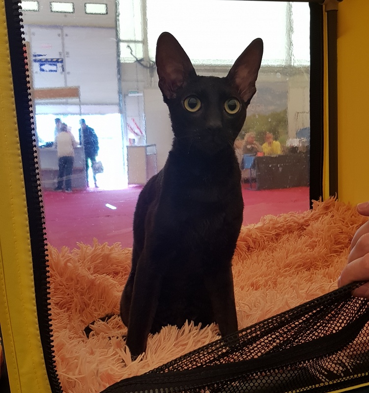 Xartt Fate Rex - Junior cornish rex 8 months 0.5 weeks