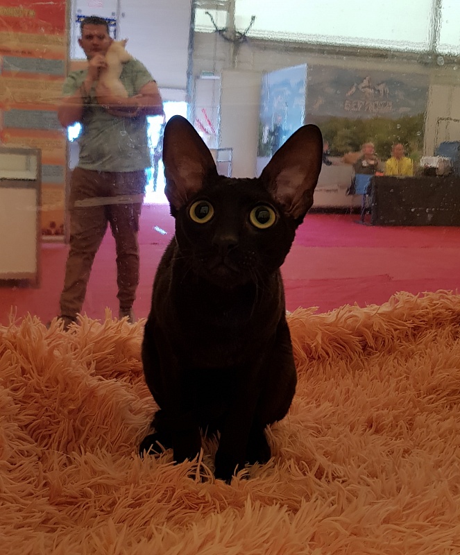 Xartt Fate Rex - Junior cornish rex 8 months 0.5 weeks