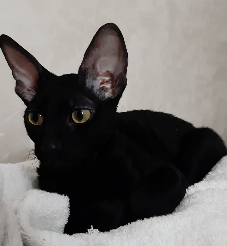 Xartt Fate Rex - cornish rex