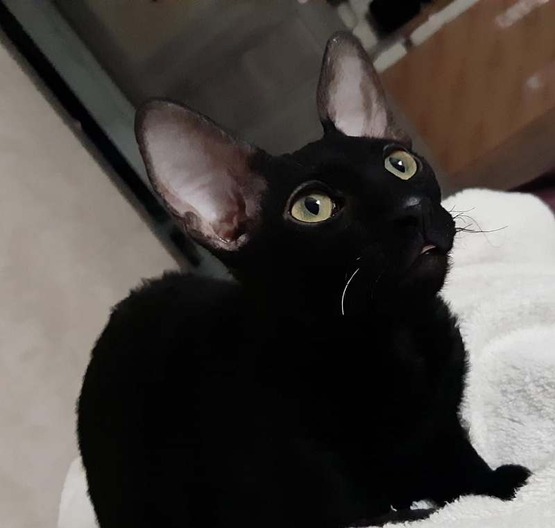 Xartt Fate Rex - cornish rex