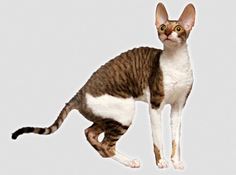 Jenna Magic Rivendell - cornish rex