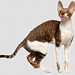 Jenna Magic Rivendell