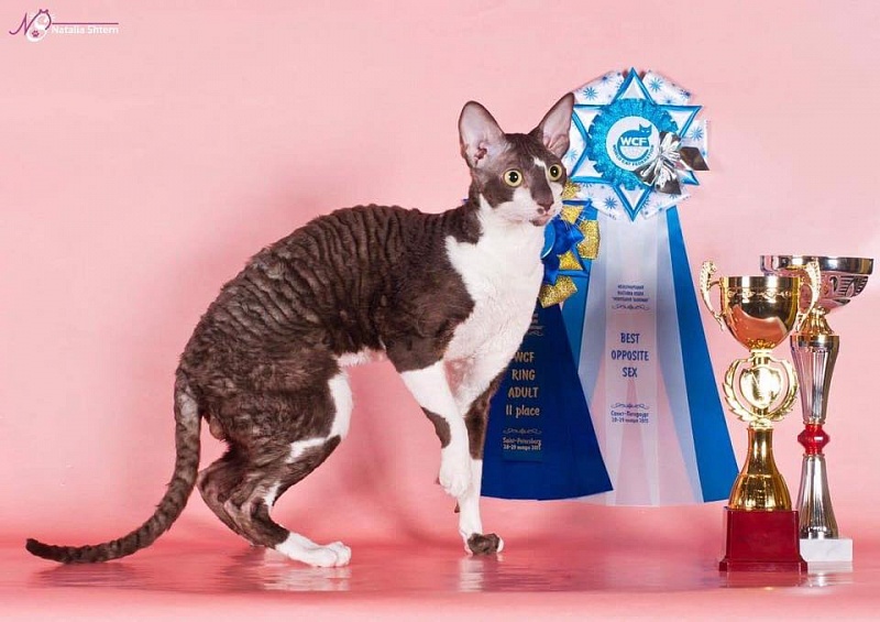 Edelweiss EnergySun - cornish rex