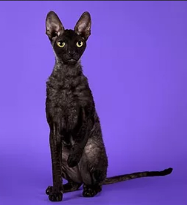 Mykro's Alexandro - cornish rex