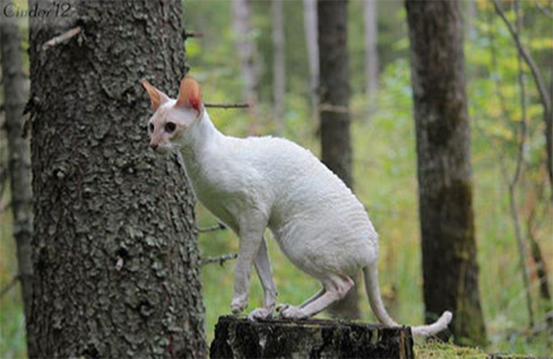 Origami SunLight - cornish rex