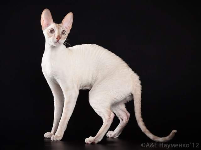 Origami SunLight - cornish rex