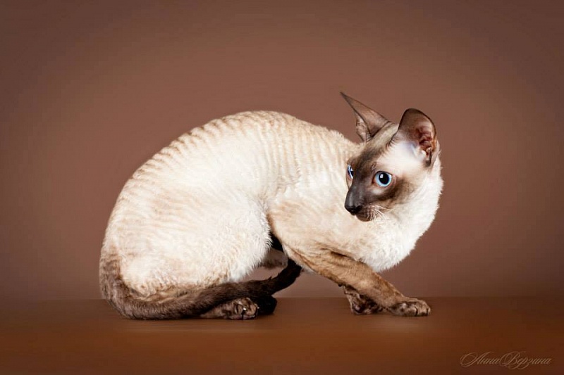 Monte Carlo Norel - cornish rex